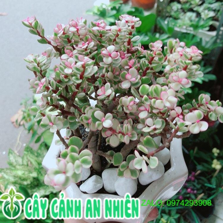 Chậu Cây Cành Vàng Lá Ngọc