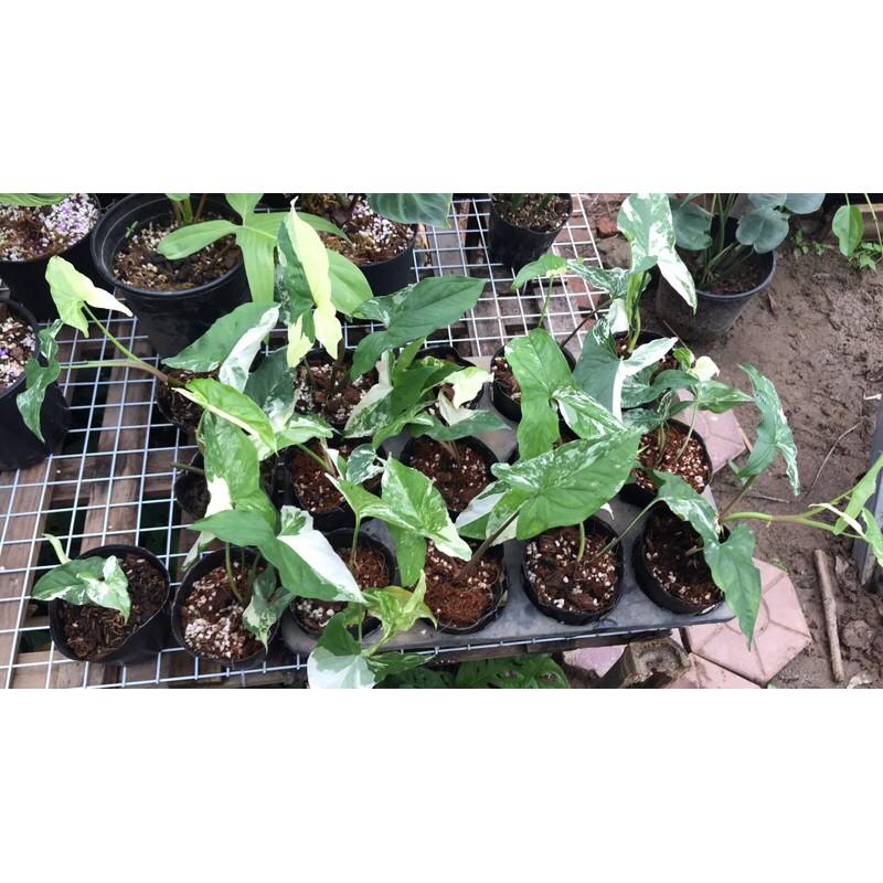 Cây syngonium albo var, trầu bà trắng