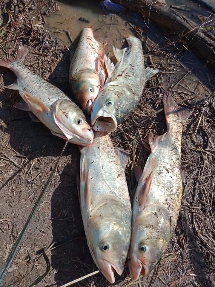 1KG Mồi câu cá Mè, khoai lang ủ chua. Được ủ từ 3tháng. An toàn cho sức khỏe. thích hợp câu được nhiều loại cá