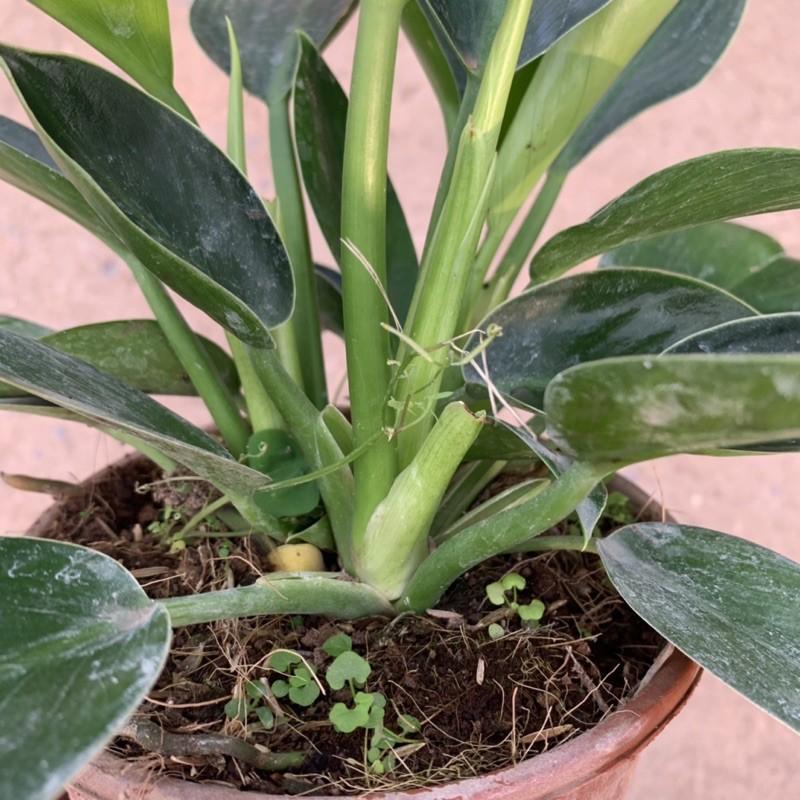 Cây trầu bà đế vương xanh 2-3 gốc, sức sống mãnh liệt, tươi tốt quanh năm, cây cảnh phong thuỷ để bàn và trồng nội thất