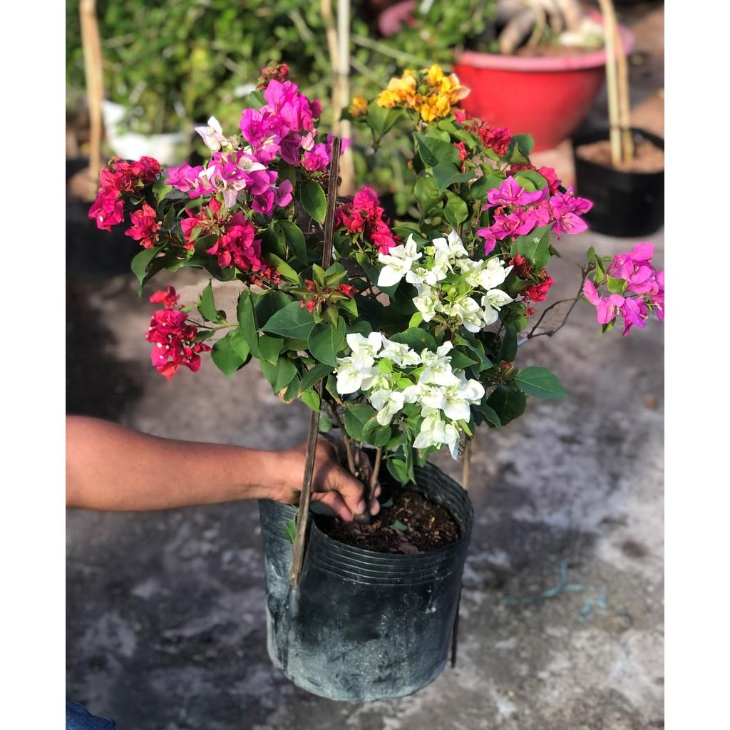 Chậu hoa giấy 3 màu