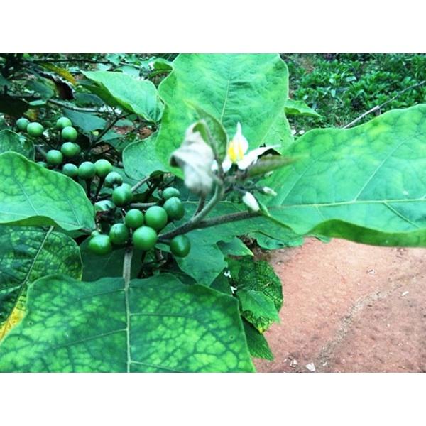 Hạt giống cà đắng đồng bào Bana Tây Nguyên