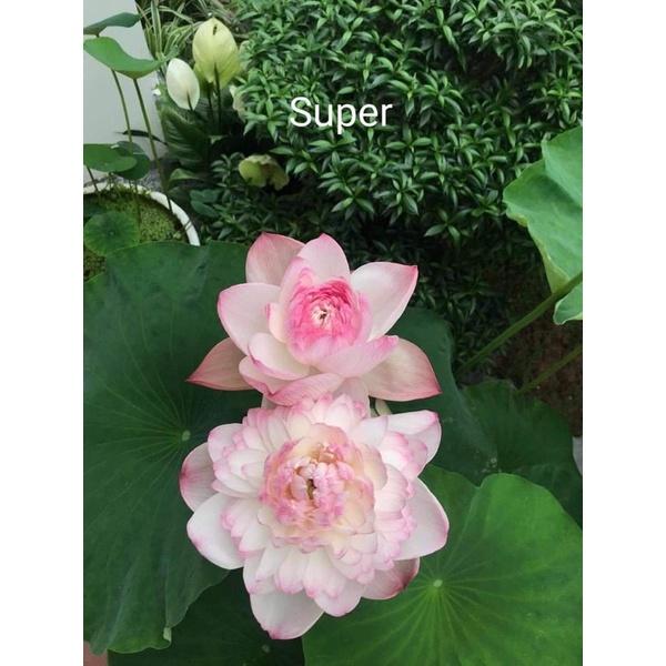 Combo 2 củ sen thái mini siêu bông