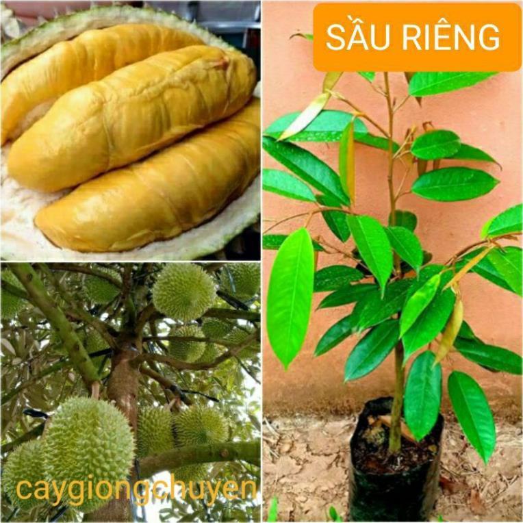 CÂY GIỐNG SẦU RIÊNG RI6 SAI QUẢ
