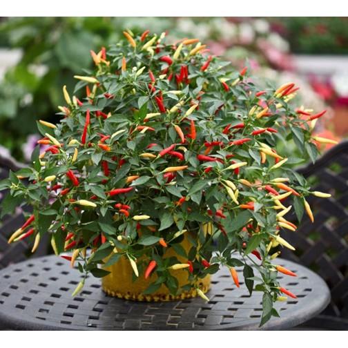 30 hạt ớt chỉ thiên cay nhiều màu