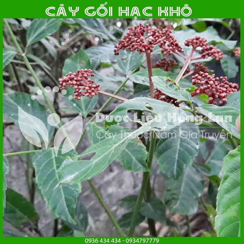 Cây Gối Hạc khô đóng gói 500g