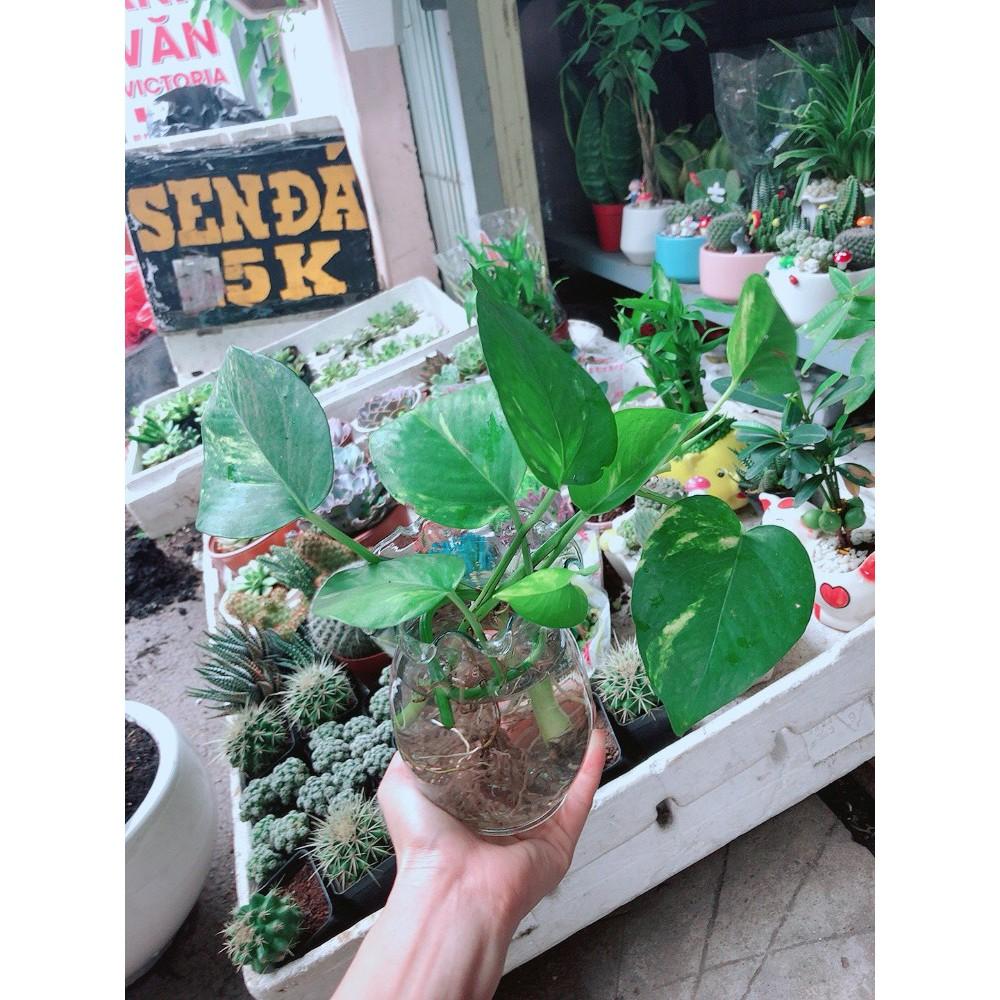 Chậu Trầu Bà Thủy Sinh