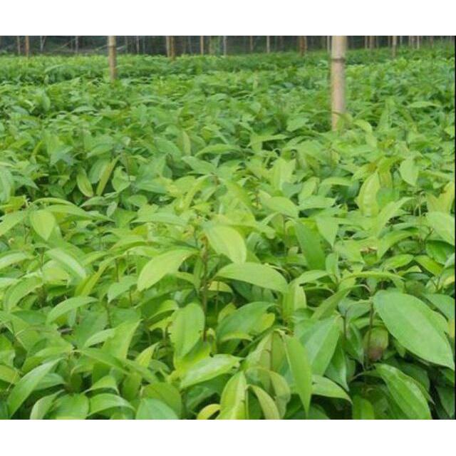 Cây Quế Giống