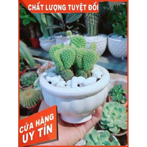 Chậu Xương Rồng Tai Thỏ