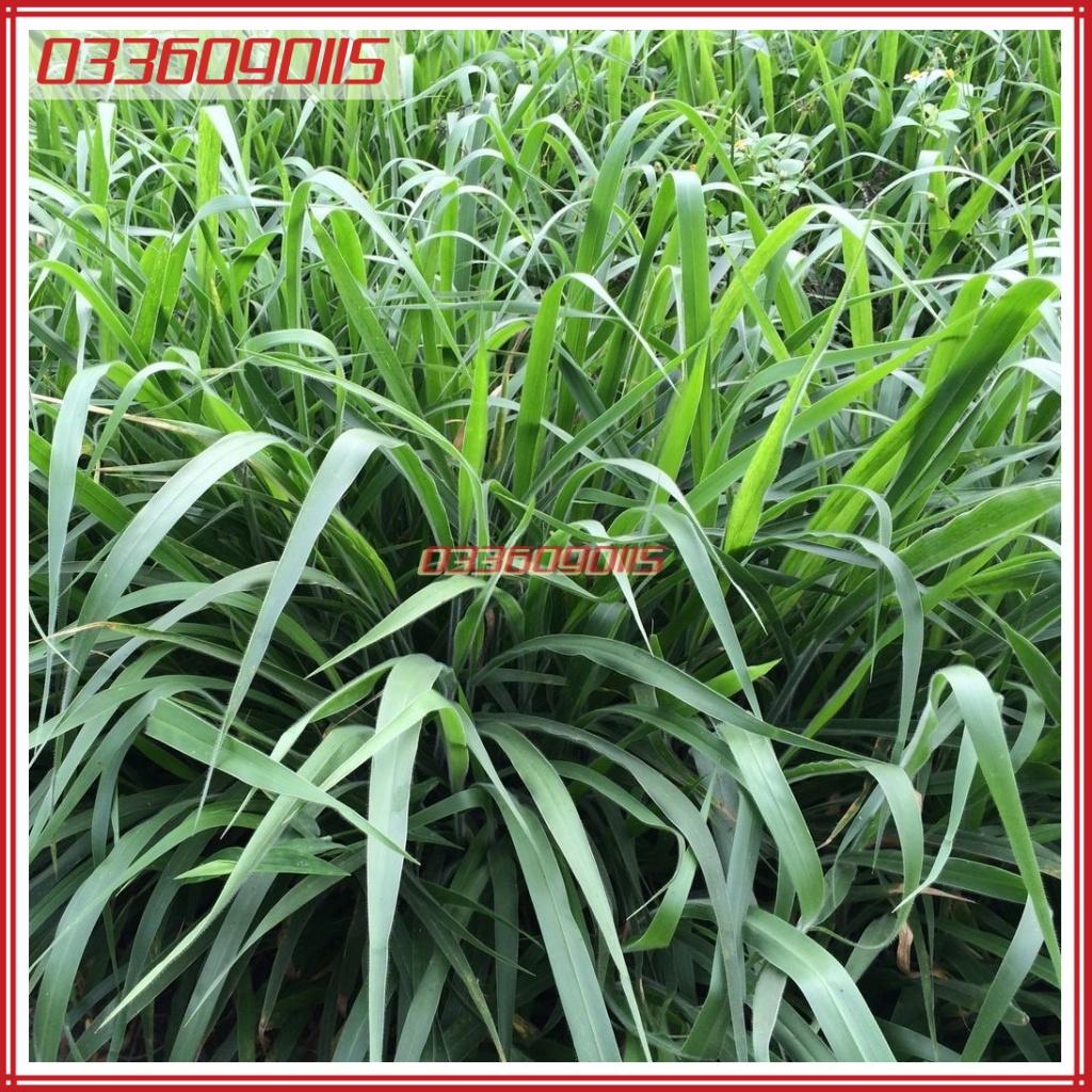 1kg Hạt giống cỏ RUZI - chỏ chịu dẫm đạp - Hạt giống cỏ chăn nuôi loại 1