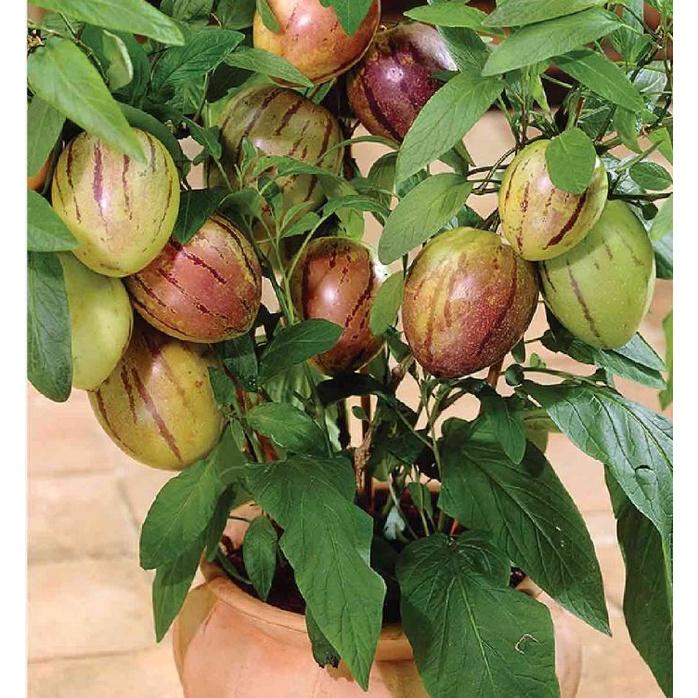 Hạt Giống Dưa Hấu Nam Phi Pepino F1 CT500- Gói 5 hạt