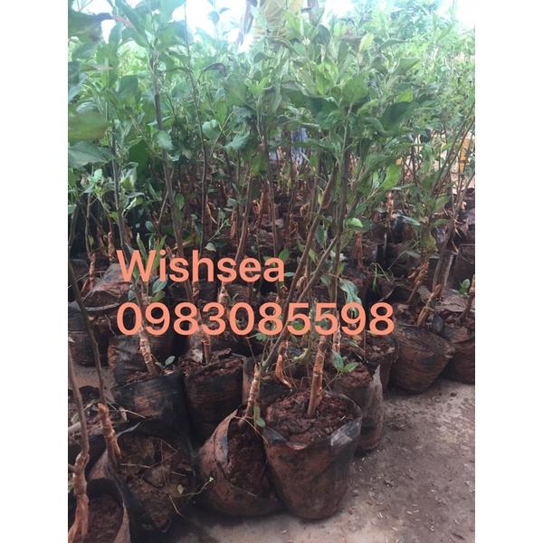 Cây táo đỏ ghép nhập khẩu nguyên bầu