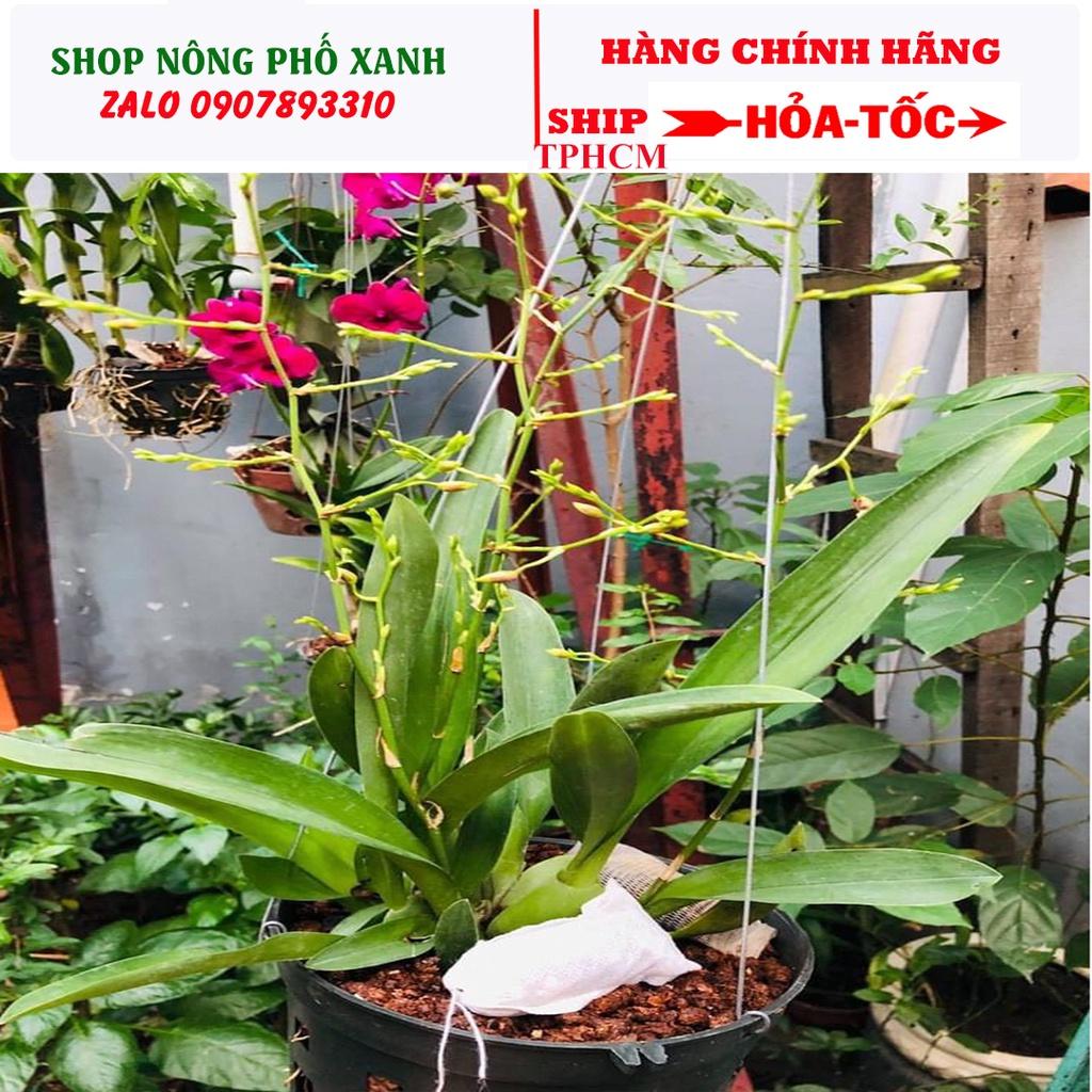 100 Túi Lọc Trà, Đựng Phân Tan Chậm Bón Gốc 4 Size 5x7cm 6x8cm 7x9cm 8x10cm