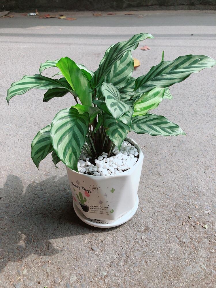 Chậu Cây Đuôi công Xanh