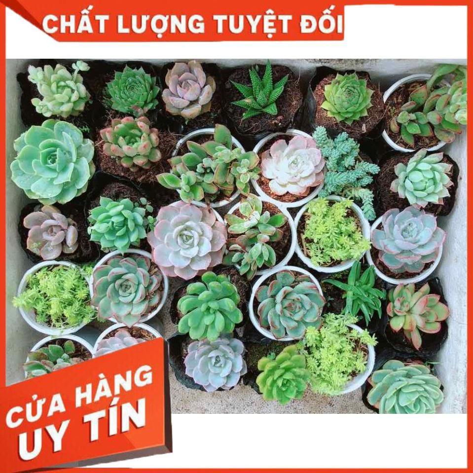 Combo 10 cây sen đá Nhiều Người Mua