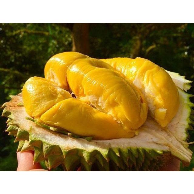 Cây giống Sầu Riêng Musang King cây ghép .