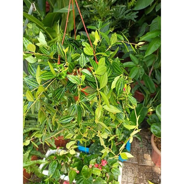 Cây Bình an giỏ treo 80k