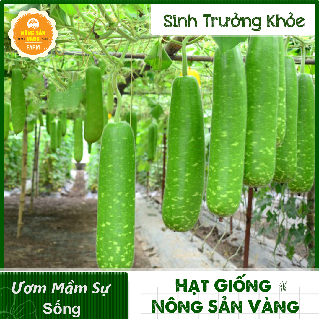 Hạt Giống Bầu Sao Lai Thân Leo, Rễ Phát Triển Mạnh, Năng Suất Cao (Gói 10 Hạt) - Nông Sản Vàng