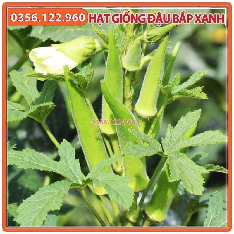 Hạt giống đậu bắp xanh - gói 10g