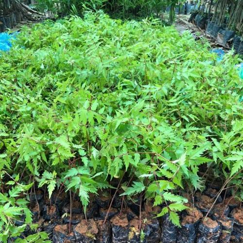 Cây xoan đào giống  -combo 2 cây