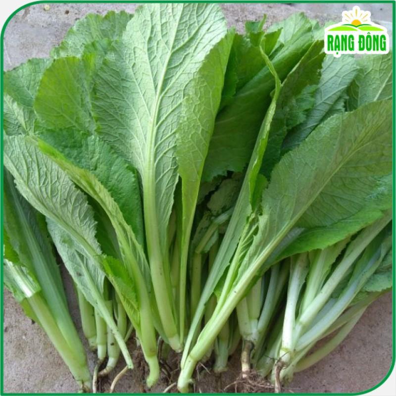 Hạt giống Cải Bẹ Xanh Mỡ Chịu Nhiệt, Sinh Trưởng Tốt - Hạt giống Rạng Đông