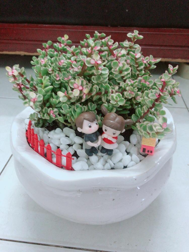 Chậu Cây Cành Vàng Lá Ngọc