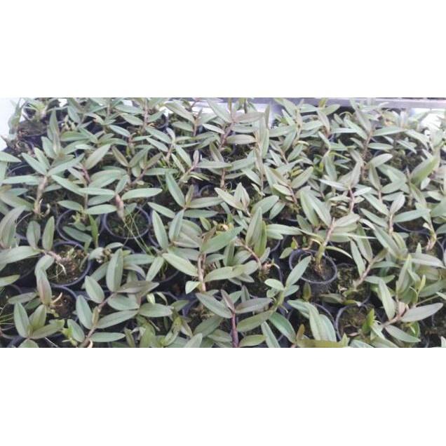 Hoa phong lan- giả hạc mắt cua