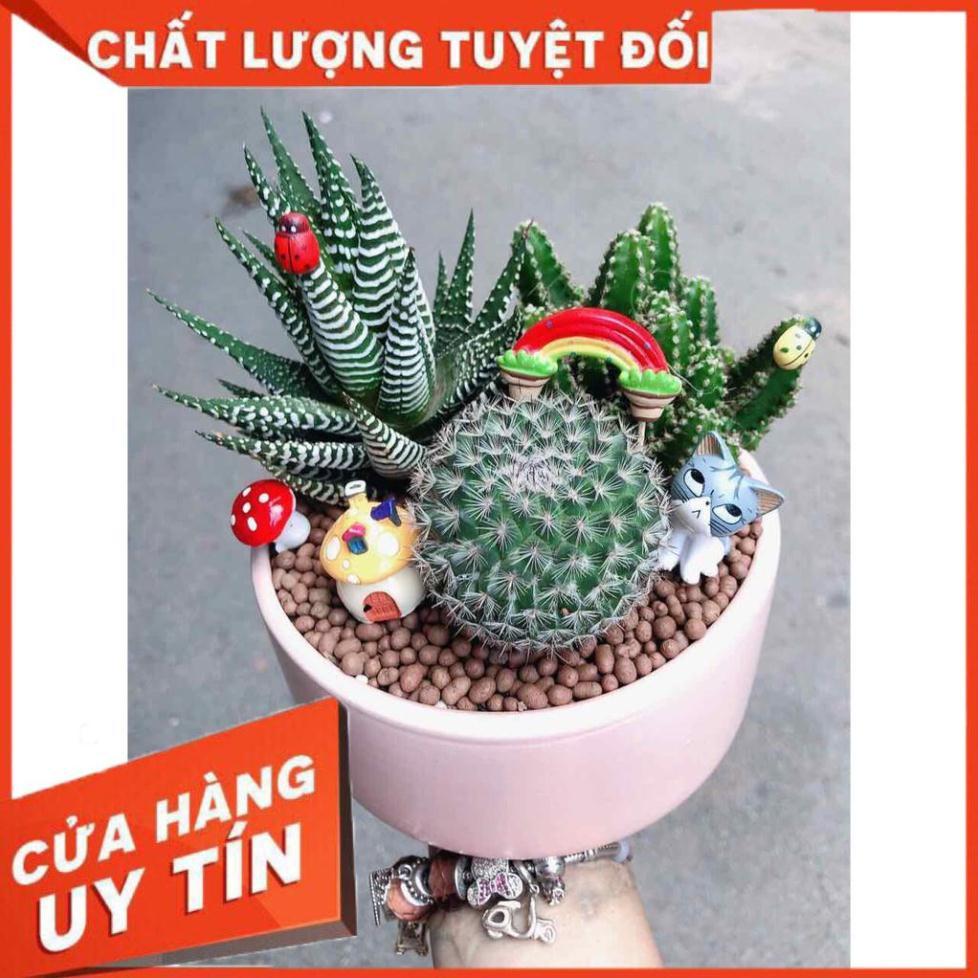 Chậu xương rồng tiểu cảnh Nhiều Người Mua