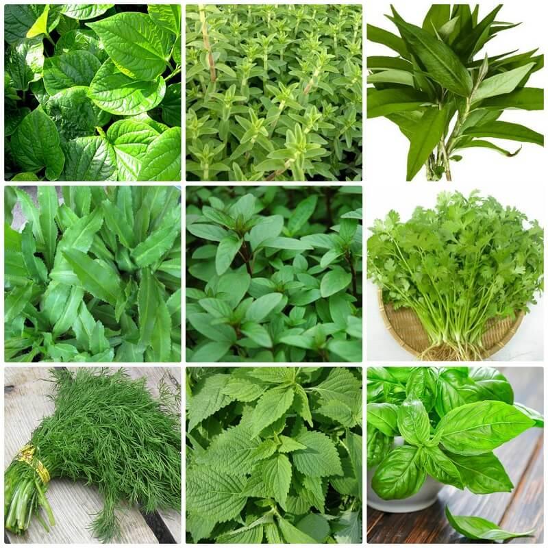 RAU KINH GIỚI- BẦU CÂY GIỐNG