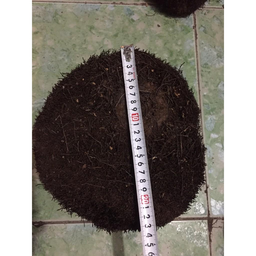 Cặp dớn ghép lan đường kính trên 20cm cao 10 cm