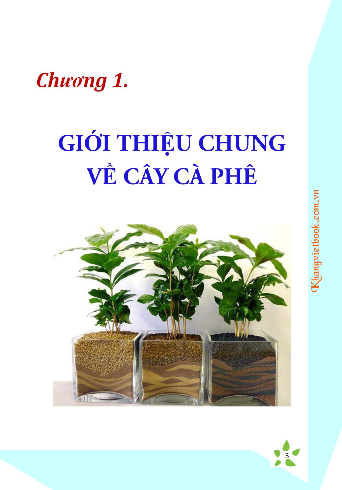 Bí Quyết Thành Công Kĩ Thuật Trồng Cà Phê Hiệu Quả - KV