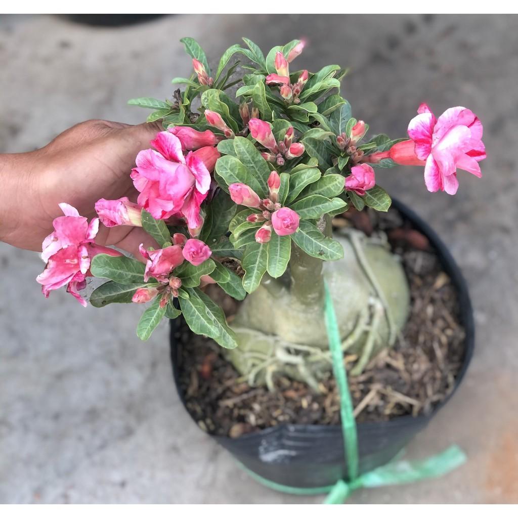 Chậu sứ Thái bông kép gốc to ST12