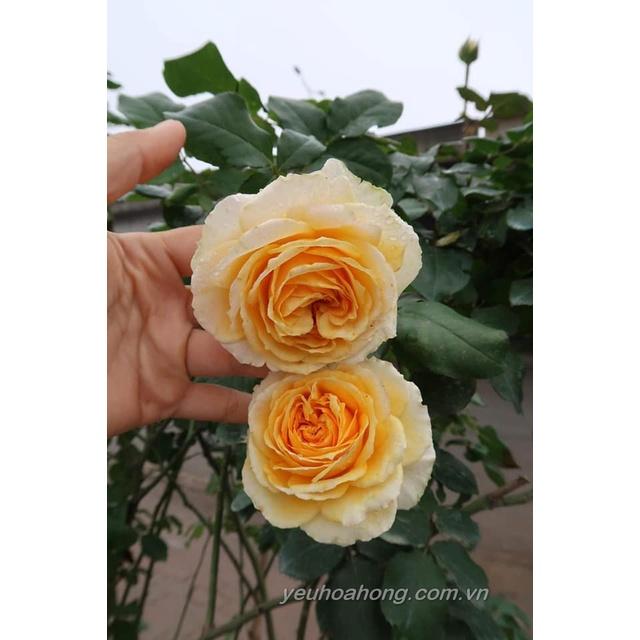 Cây hoa hồng beatrice- bầu to cây lớn trưởng thành