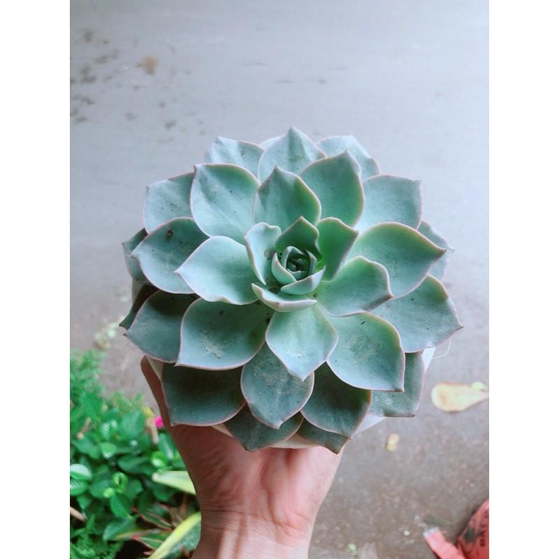 Sen Đá Hồng Phấn Đường Kính 13-14cm