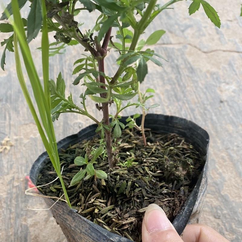 Cây hoa cúc pháp trồng trong bịch đen đã có nụ và đang ra hoa cao 15-20cm