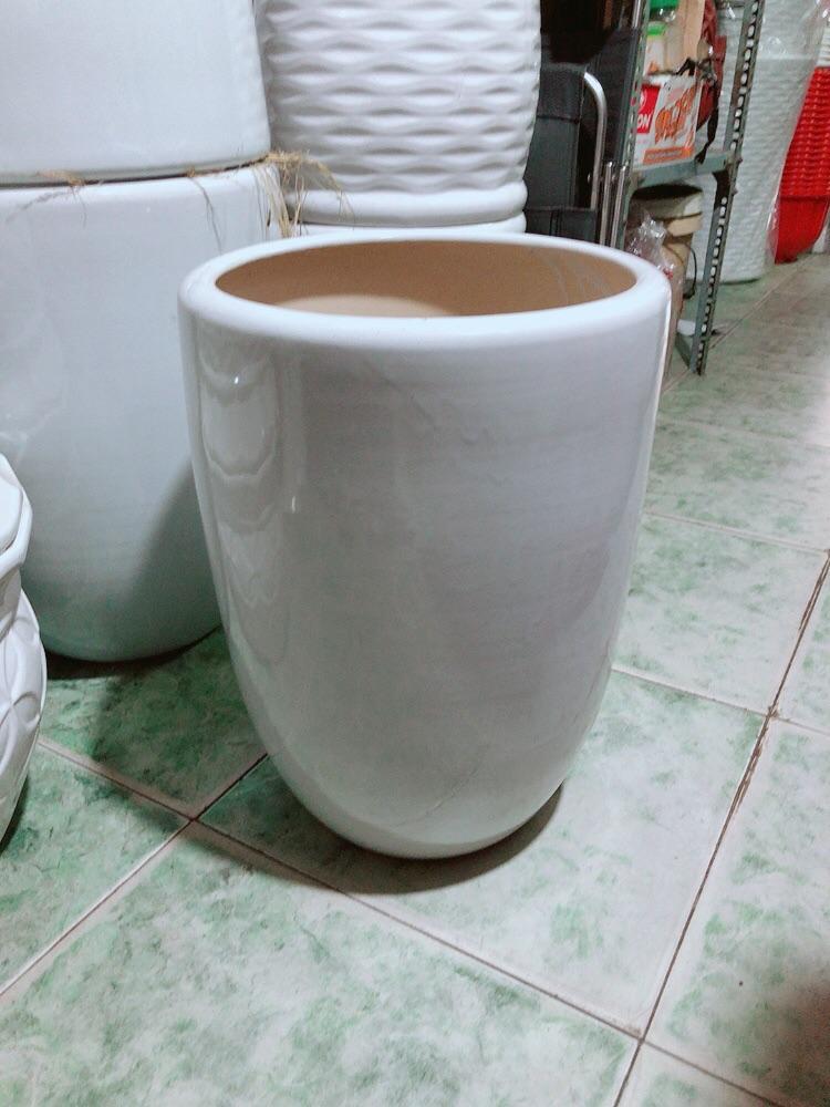 Kim Ngân 1 Thân Kèm Chậu Sứ Cao 1m