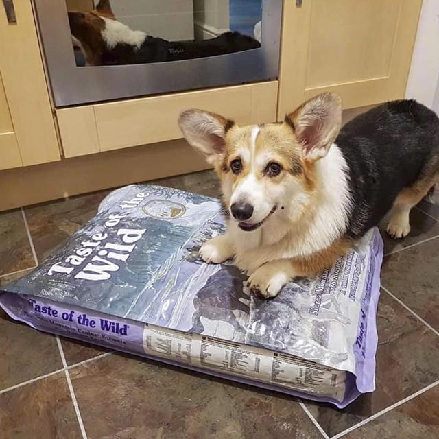 Thức Ăn Cho Chó Corgi Taste Of The Wild Bao 2kg - Sierra Mountain Thịt Cừu, Trái Cây Rau Củ Quả