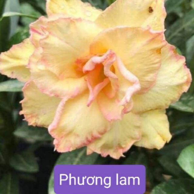 CÂY HOA SỨ THÁI CÁNH KÉP " PHƯƠNG LAM "