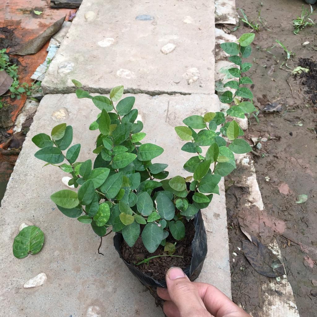 Cây Leo Vảy Ốc Trồng Sẵn Bầu Ổn Định,Nhiều Ngọn