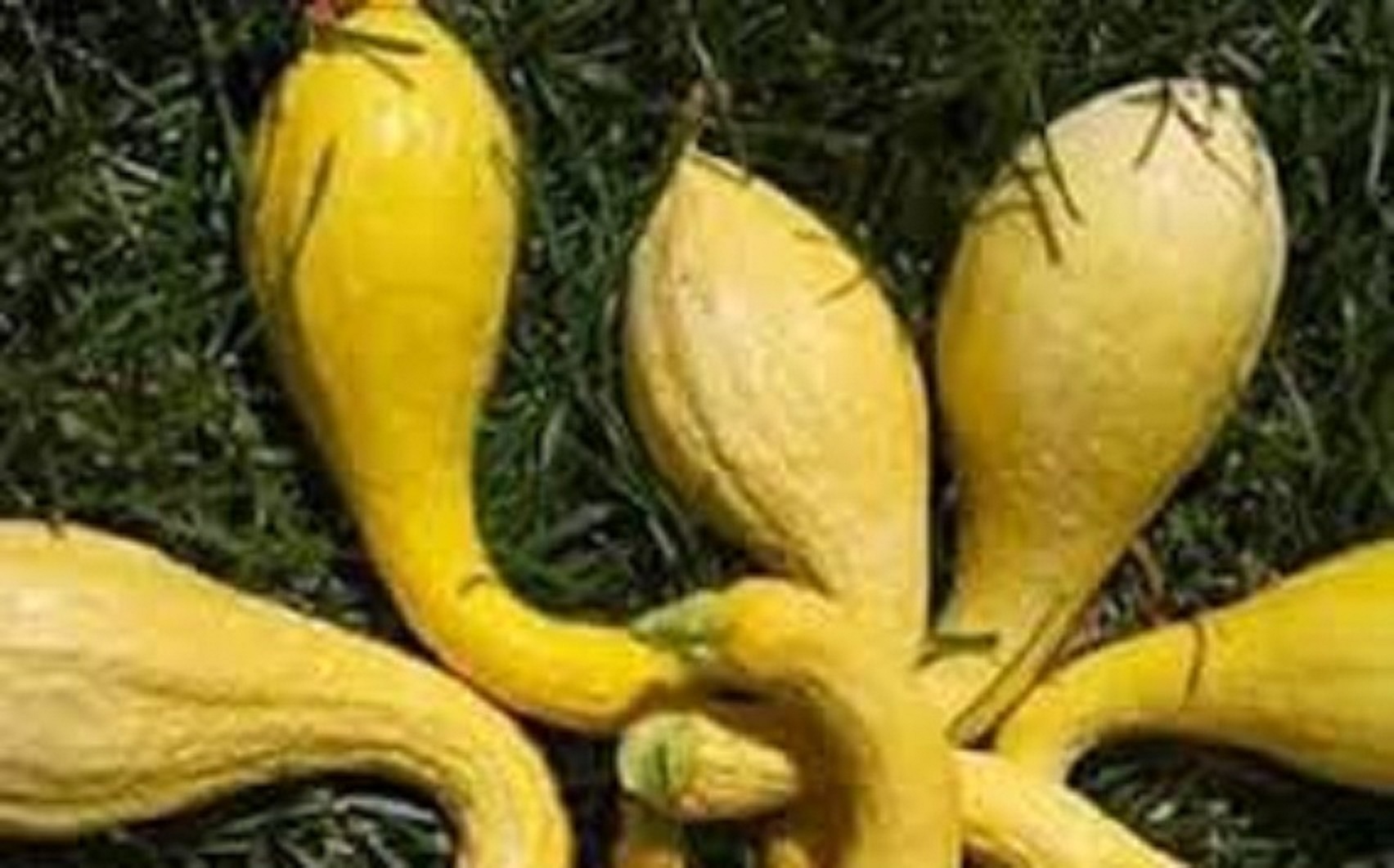 Hạt giống bí thiên nga vàng dể trồng f1-gói 5 hạt-tặng kèm gói phân bón lót