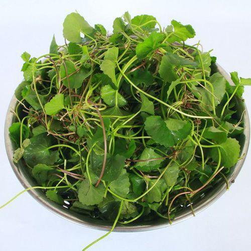 1kg rau má ta tươi,sạch tự nhiên nhà trồng