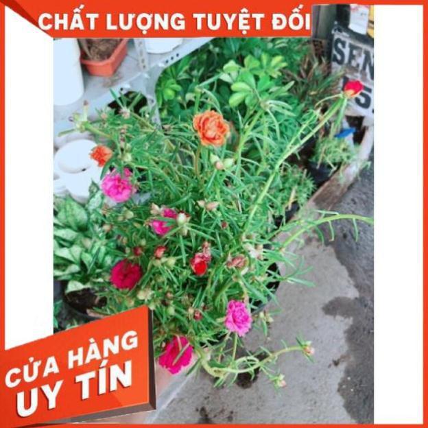 Chậu mười giờ giống khoẻ đẹp