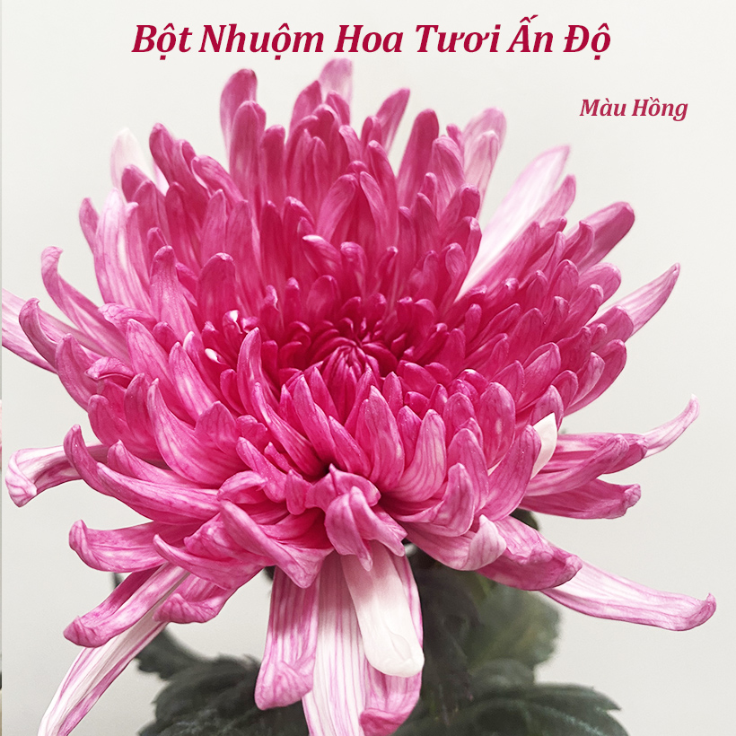 Bột Màu Nhuộm Hoa Chuyên Dụng cho Hoa Tươi Nhập Khẩu Ấn Độ tiện vận chuyển xa