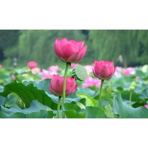 Hạt Giống Sen Lớn,sen ta gói 5 hạt
