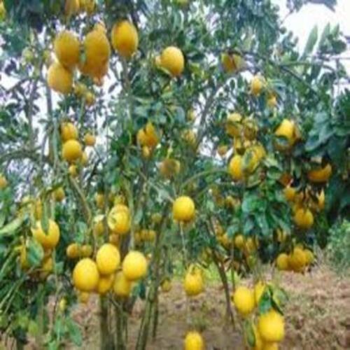 CÂY GIỐNG BƯỞI DIỄN