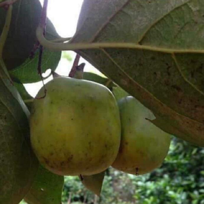 CÂY GIỐNG HỒNG Giòn GIA THANH