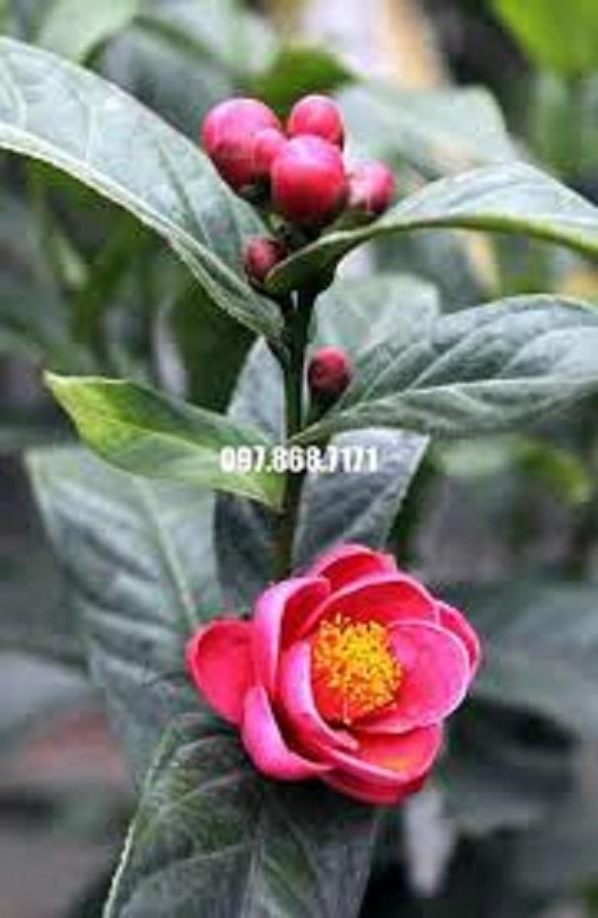 COMBO 2 BẦU CÂY GIỐNG HOA HẢI ĐƯỜNG SIÊU ĐẸP HOA NỞ TẾT