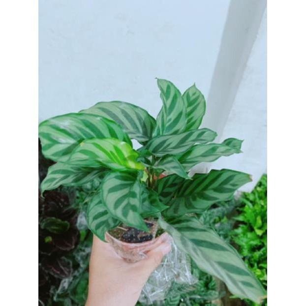 Chậu đuôi công xanh lá nhỏ