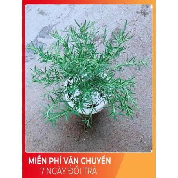 Chậu Hương Thảo