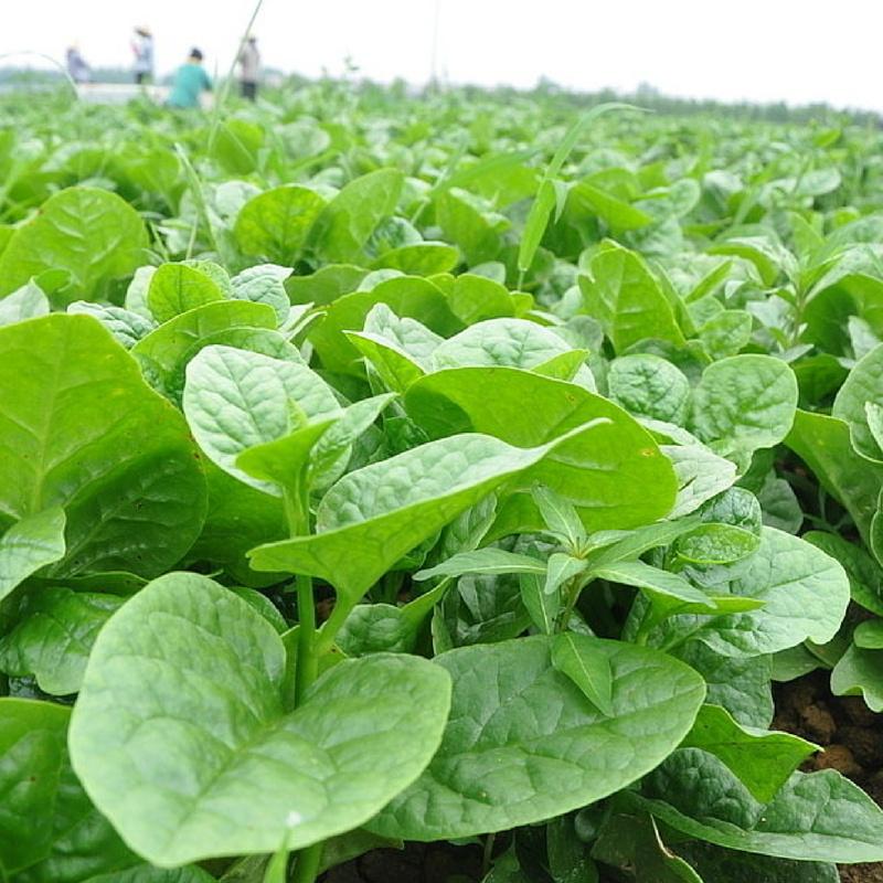 Hạt Giống Rau Mồng Tơi Gói 20g Dễ Trồng - Sinh Trưởng Khỏe